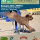 95ª y 96ª Pruebas de la Liga de la Federación Galega de Agility